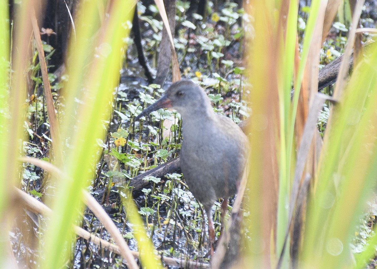 Bogota Rail - ML84014521