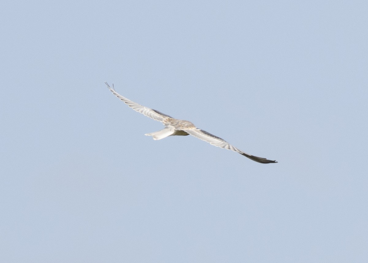 White-tailed Kite - Anthony Kaduck
