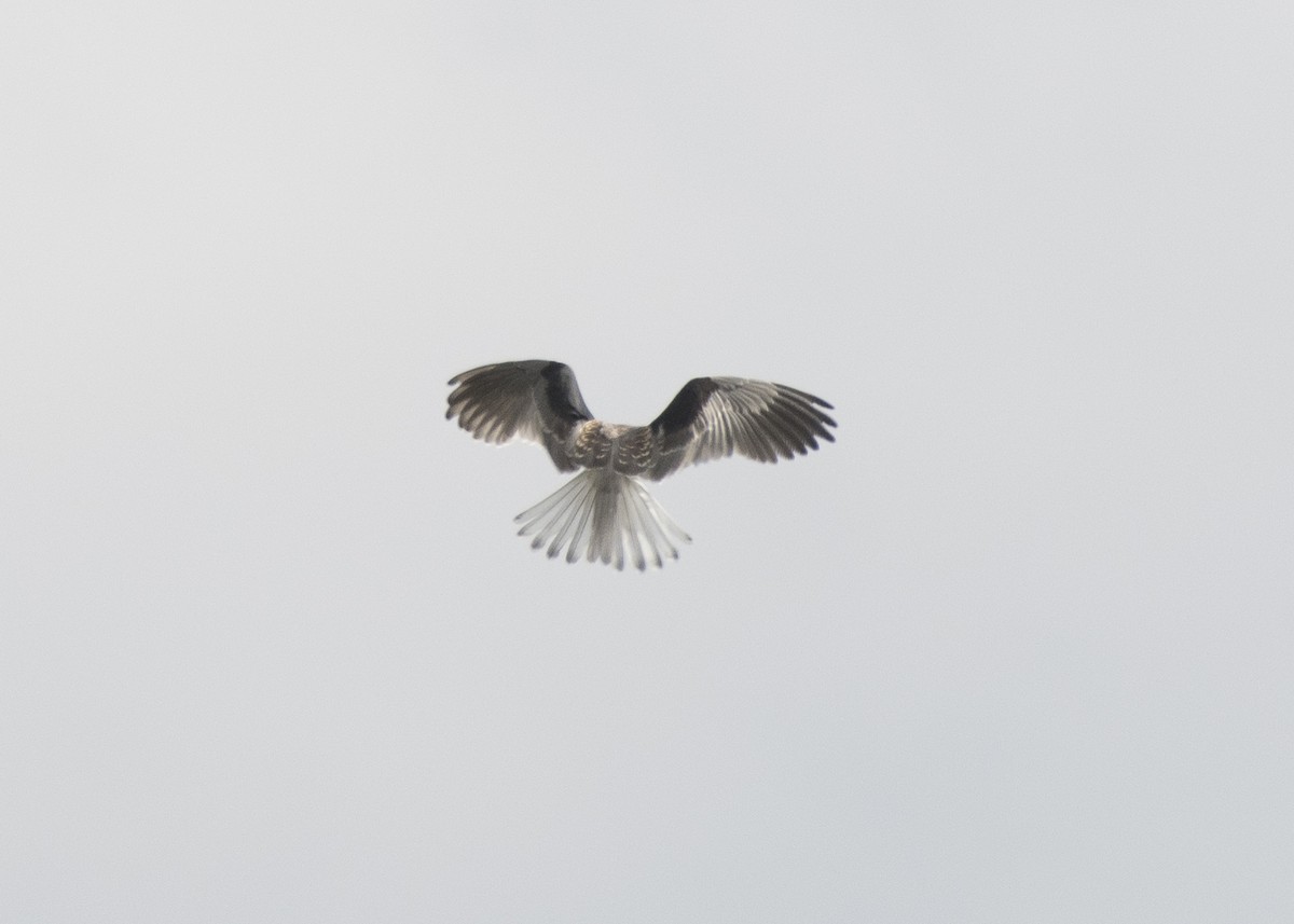 White-tailed Kite - Anthony Kaduck