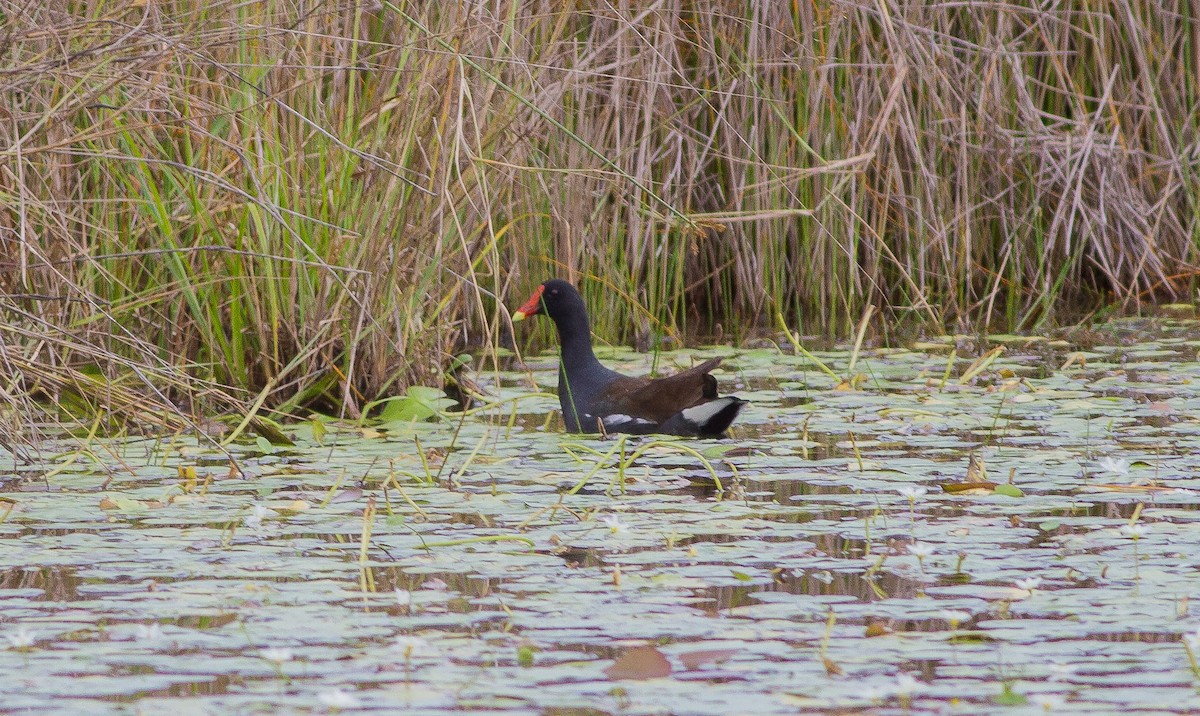 Common Gallinule - ML84017041