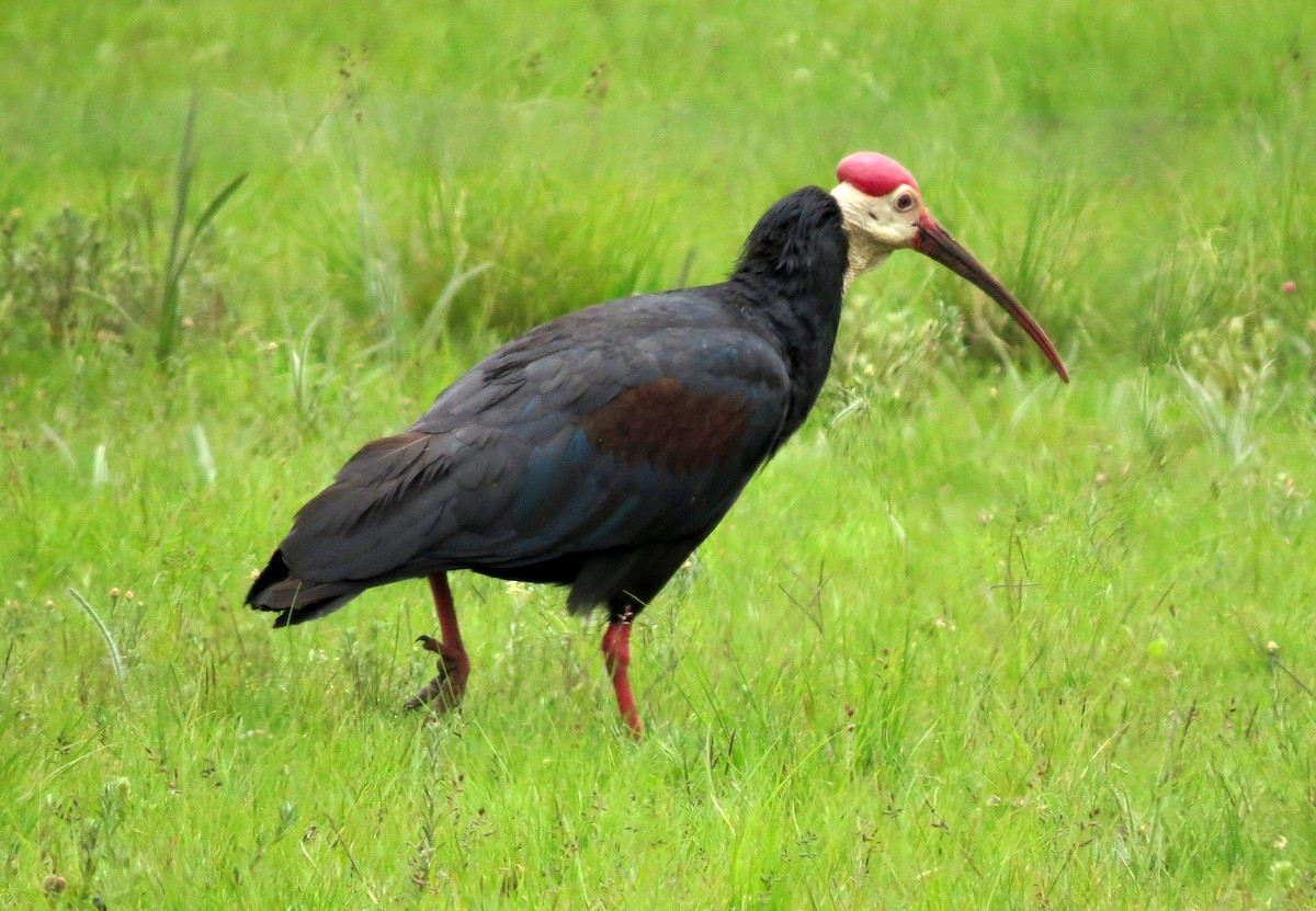 ibis jihoafrický - ML84017971