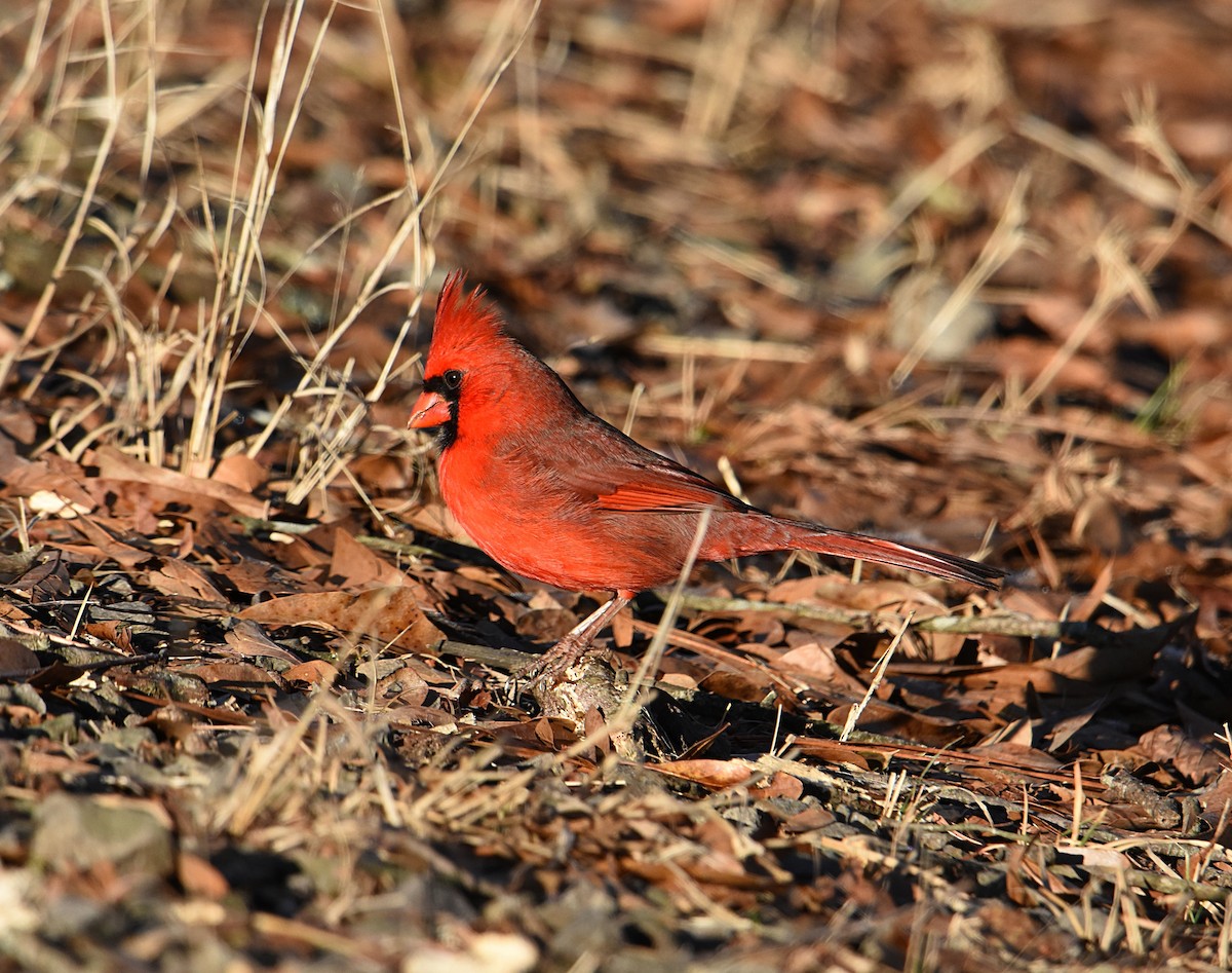 Cardinal rouge - ML84019331