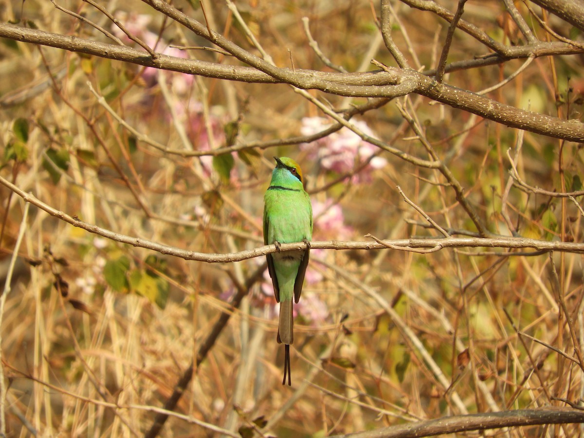 Asian Green Bee-eater - ML84019421