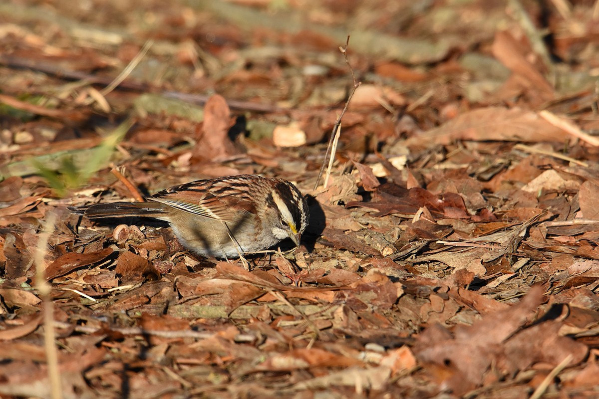 White-throated Sparrow - Glenn Wyatt