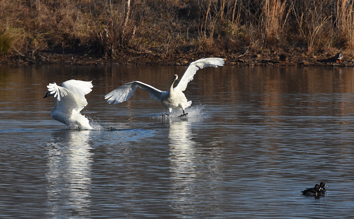 Trumpeter Swan - ML84019761