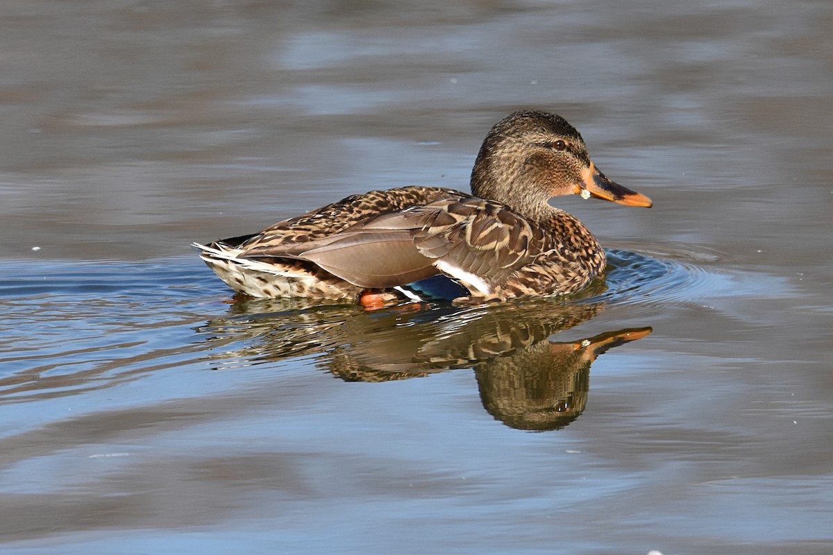 Mallard - ML84019981