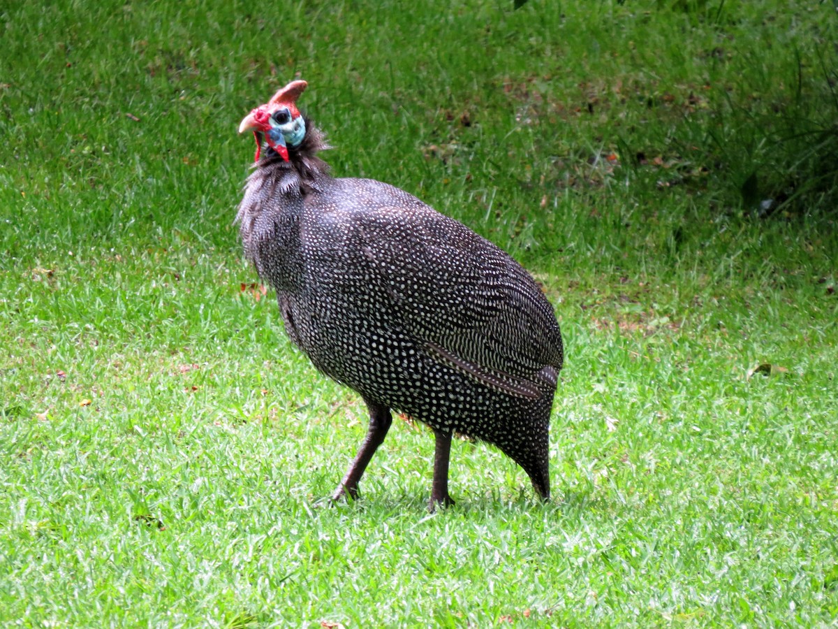 Helmeted Guineafowl - Pat McKay