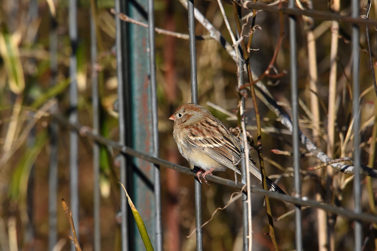 Field Sparrow - Glenn Wyatt