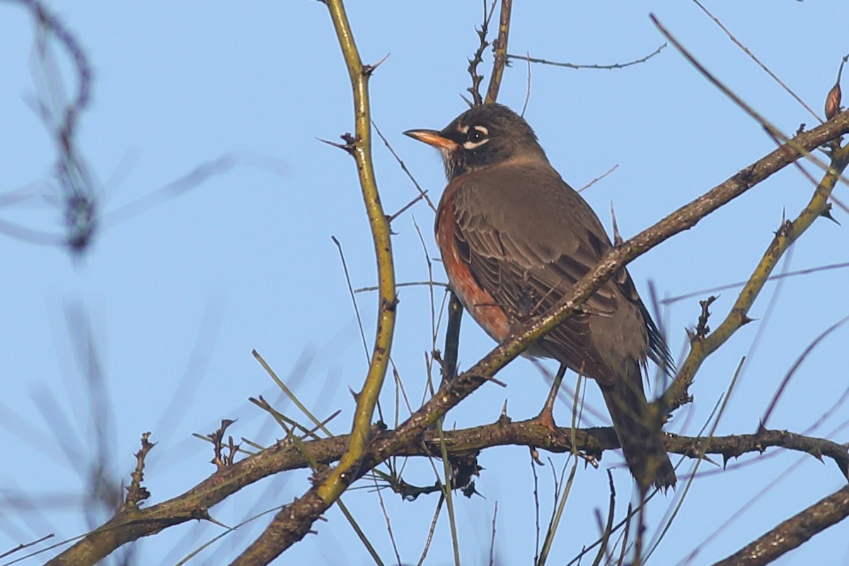 American Robin - ML84021831