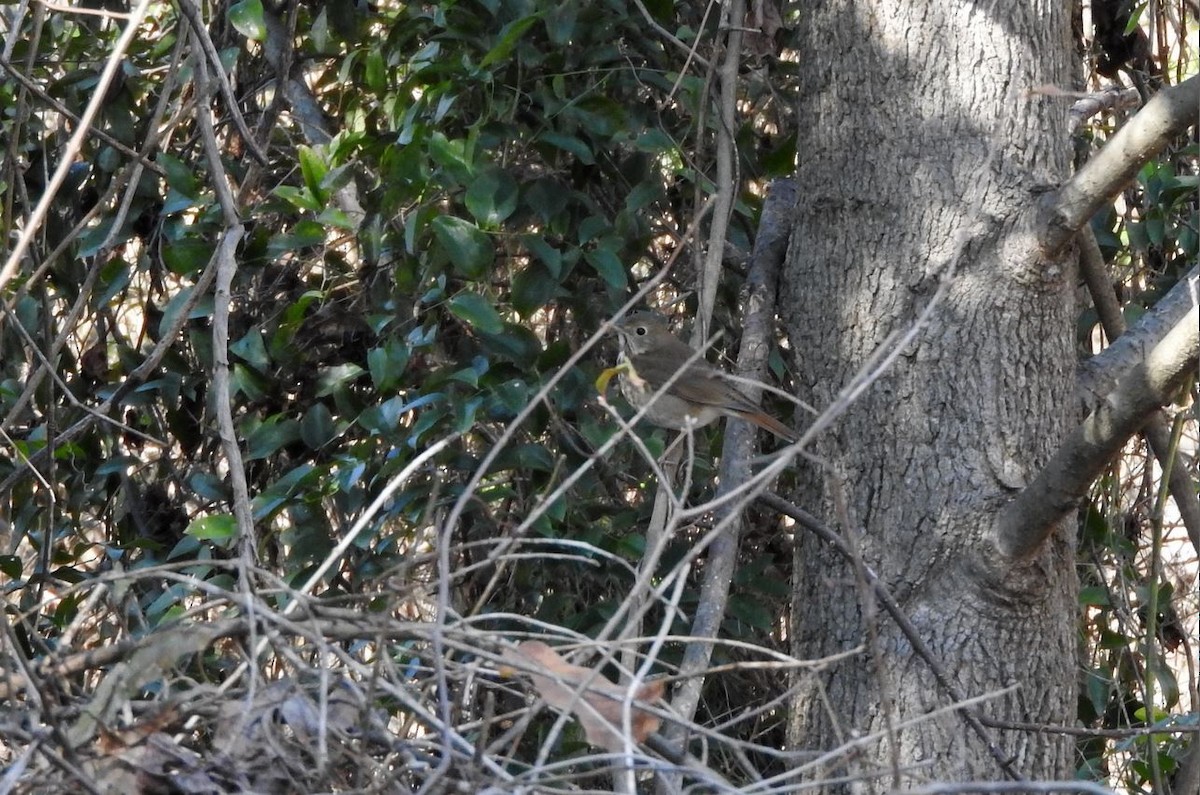 Hermit Thrush - ML84022161