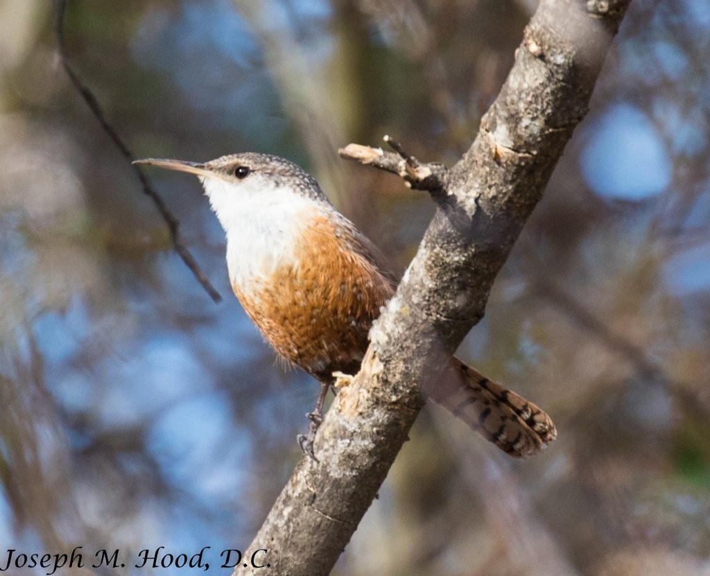 Canyon Wren - ML84022941