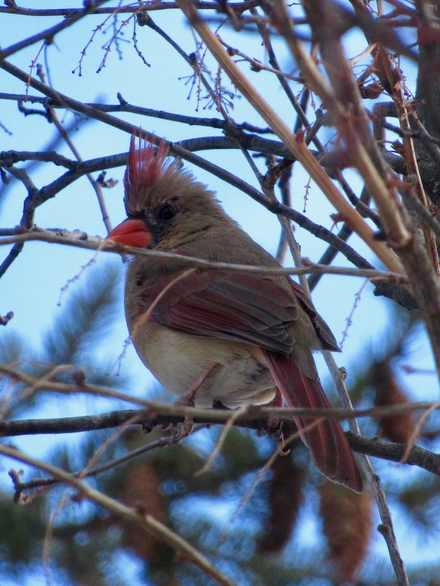 Northern Cardinal - ML84023961