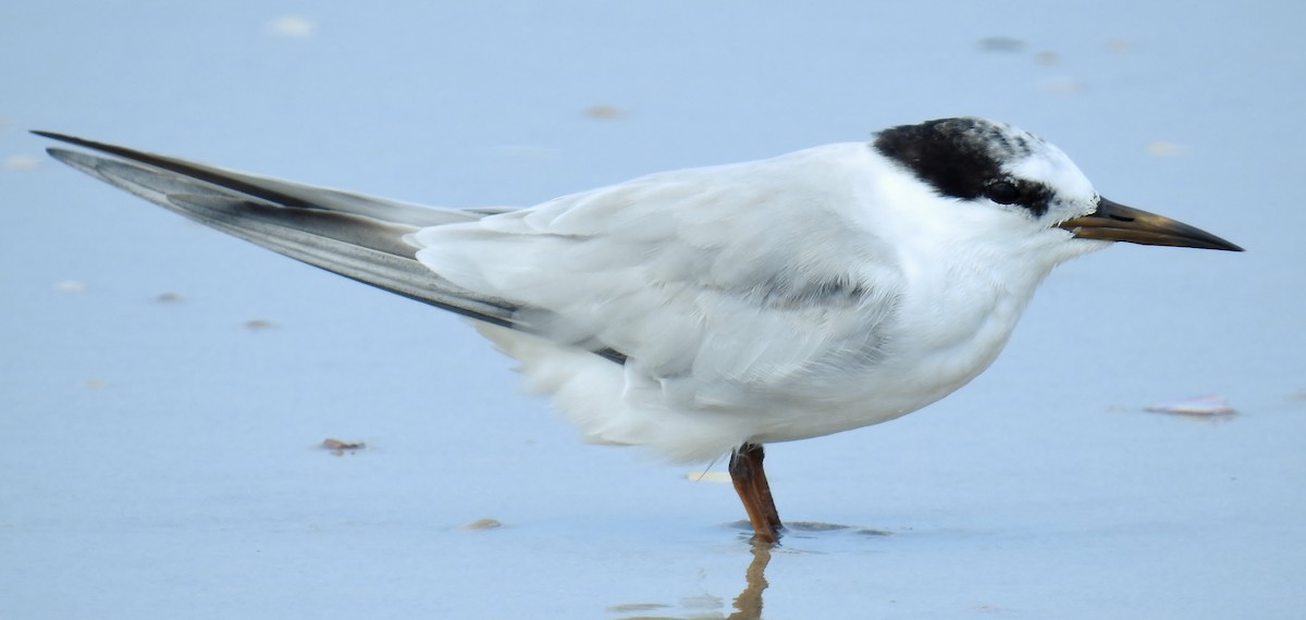 Little Tern - Steven McBride