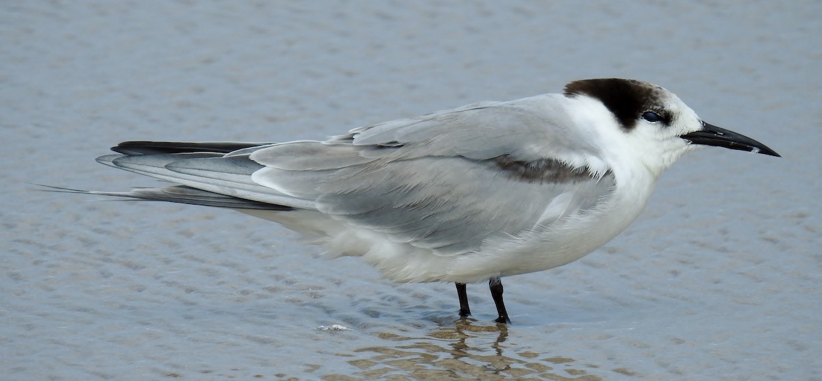 Common Tern - Steven McBride