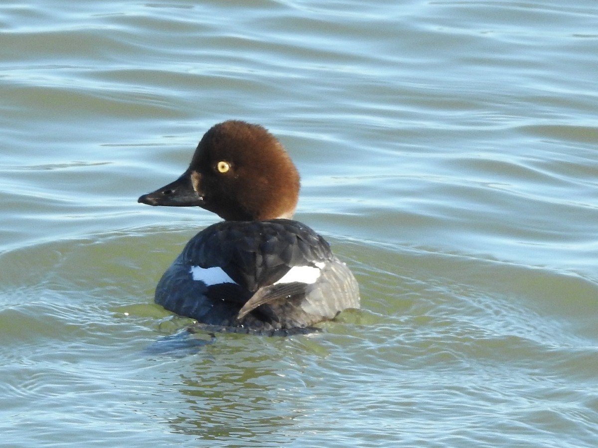 Common Goldeneye - Bonnie Kinder