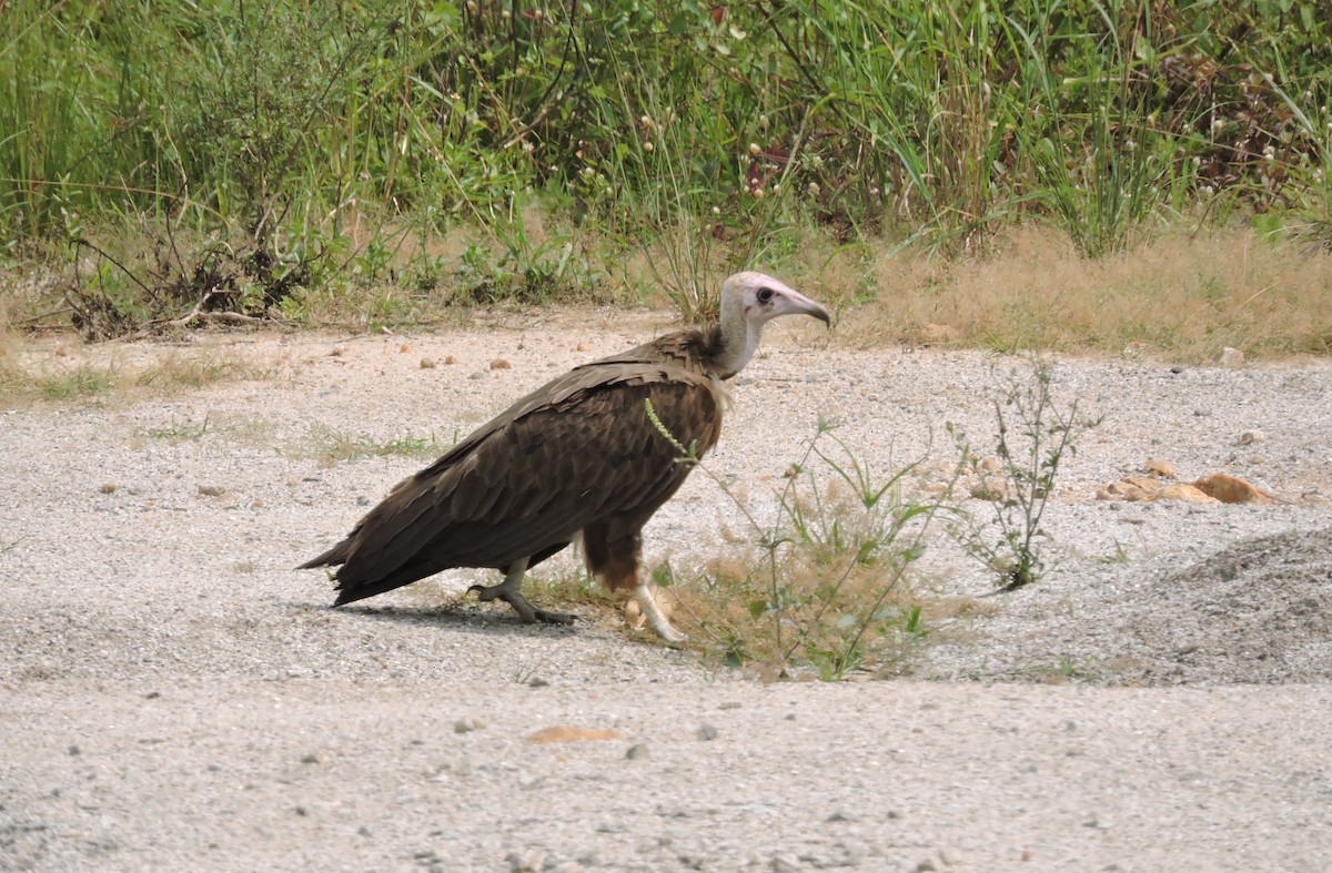 Hooded Vulture - ML84027541