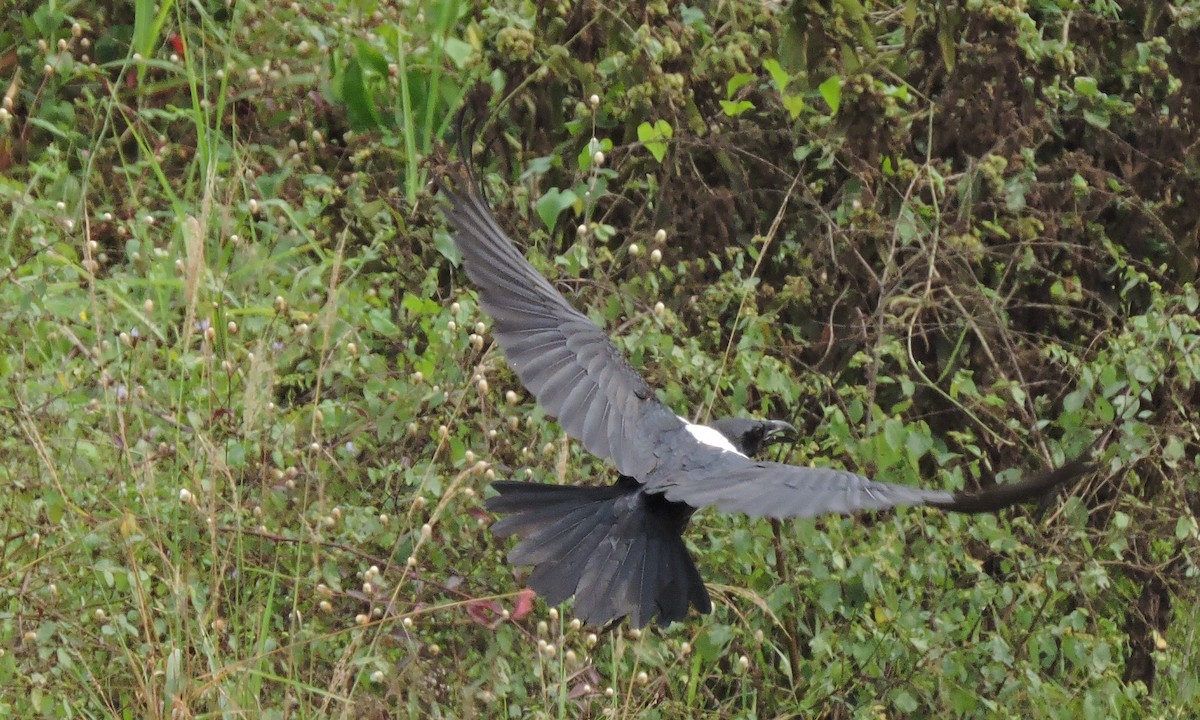 Pied Crow - ML84027641