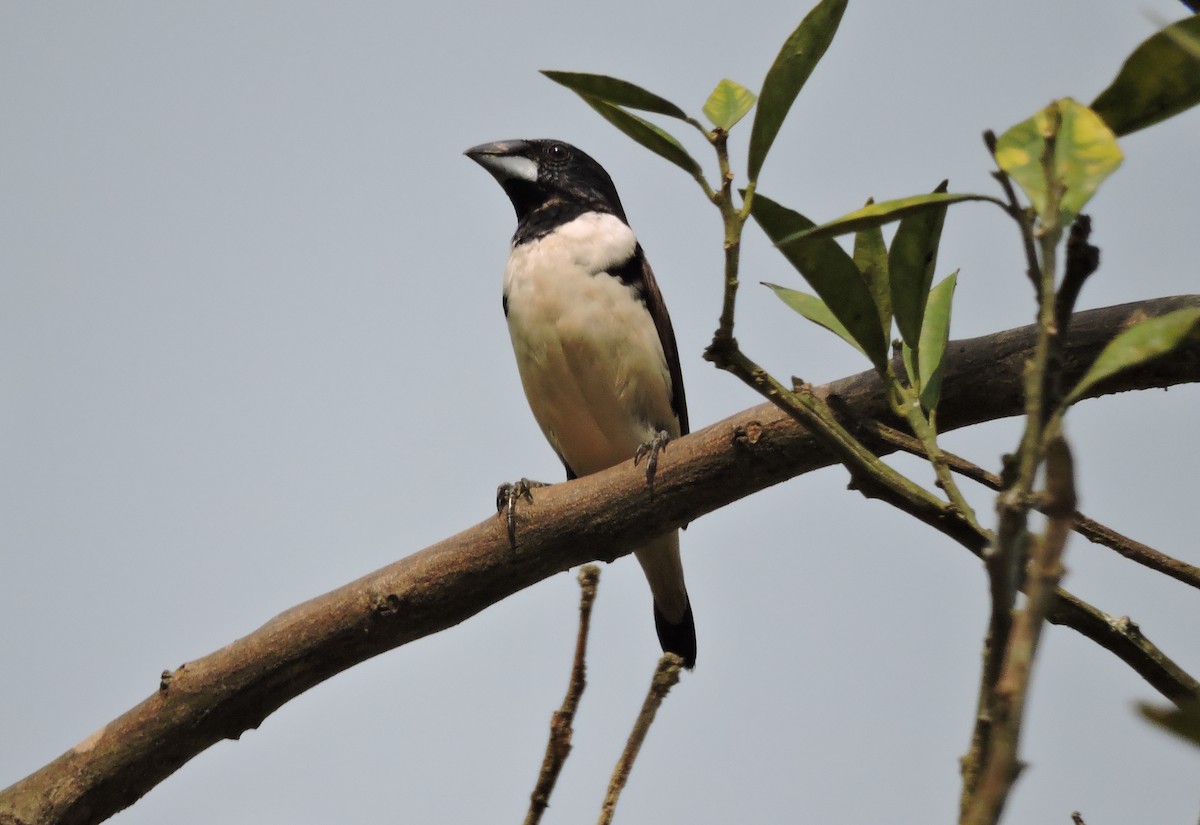 Magpie Mannikin - Daniel Casey