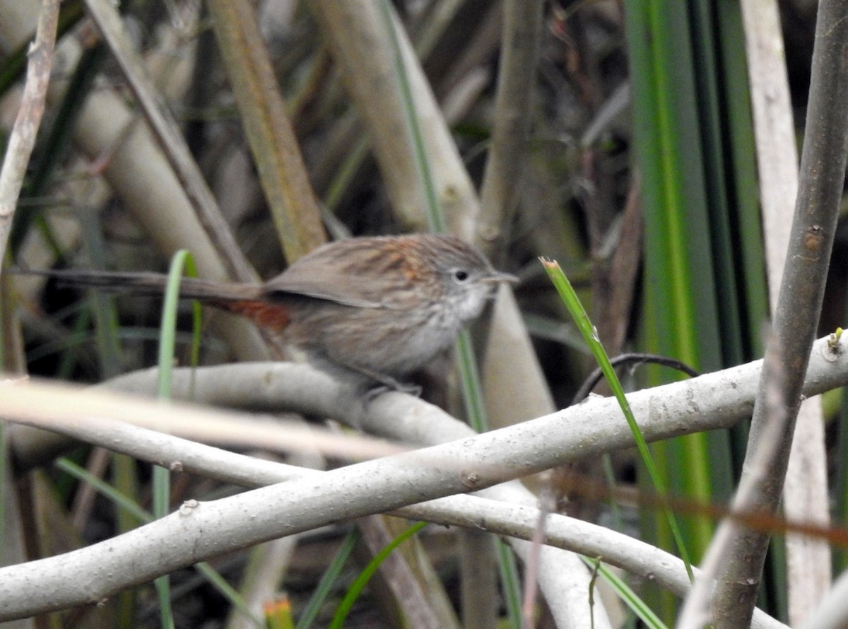 Rufous-vented Grass Babbler - ML84027831