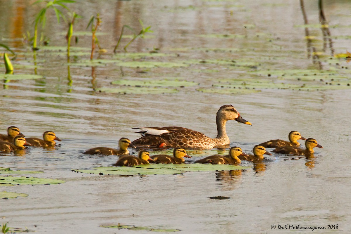 kachna skvrnozobá - ML84030071