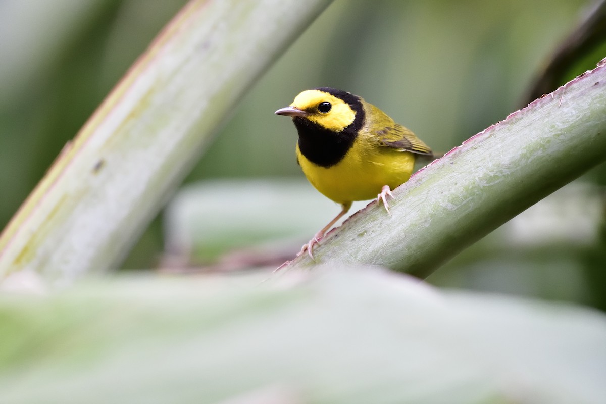 Hooded Warbler - ML84030141