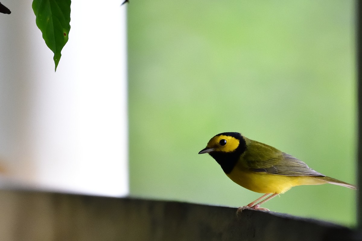 Hooded Warbler - ML84030151