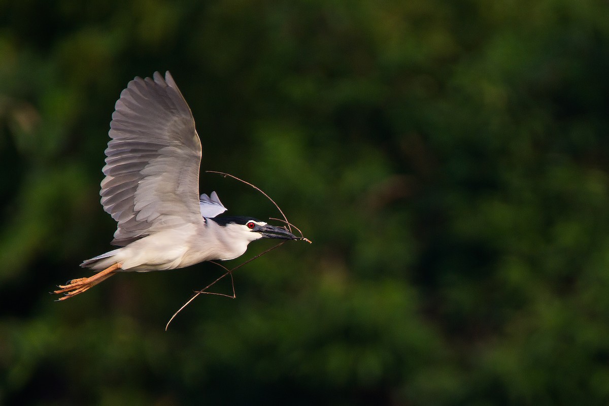 kvakoš noční - ML84030401