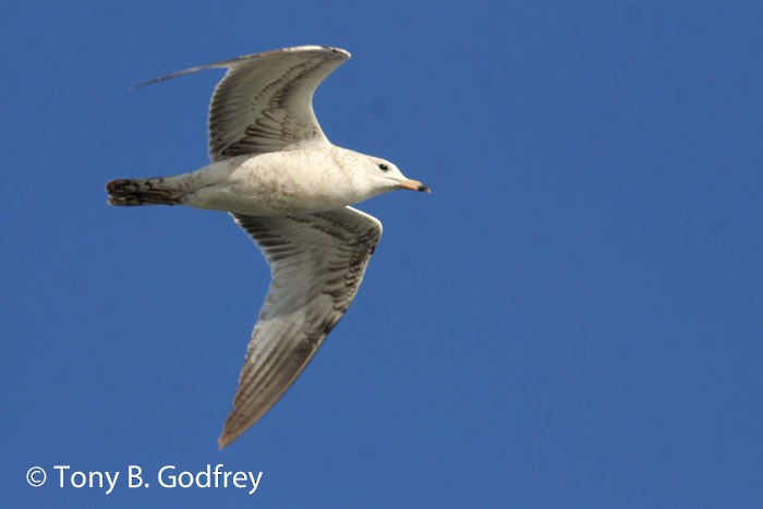 Ring-billed Gull - ML84031871