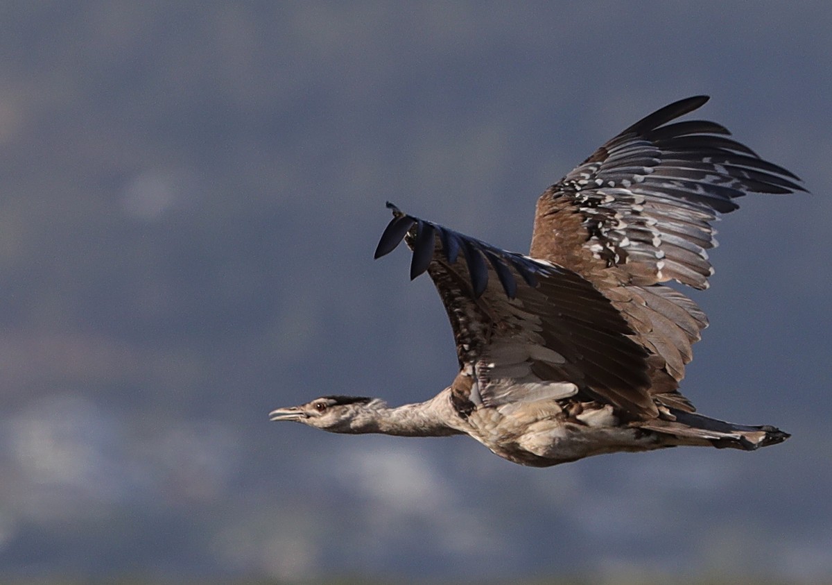 Australian Bustard - ML84032911