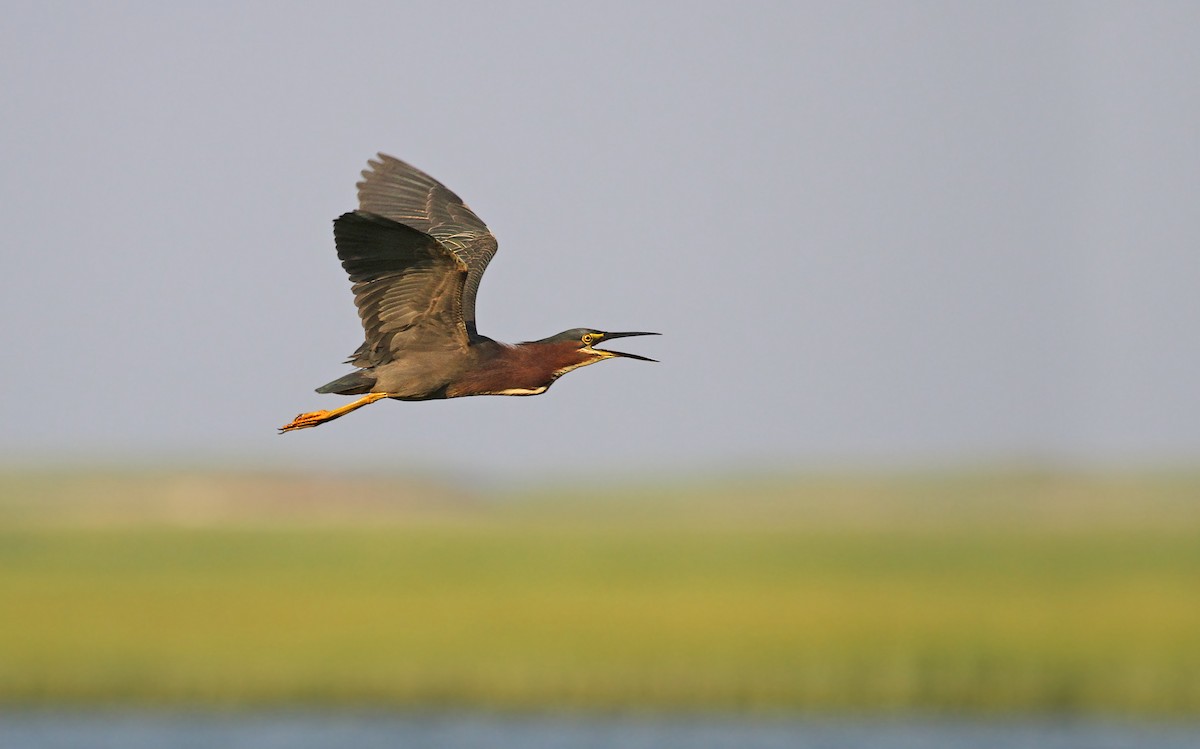 Green Heron - ML84034011