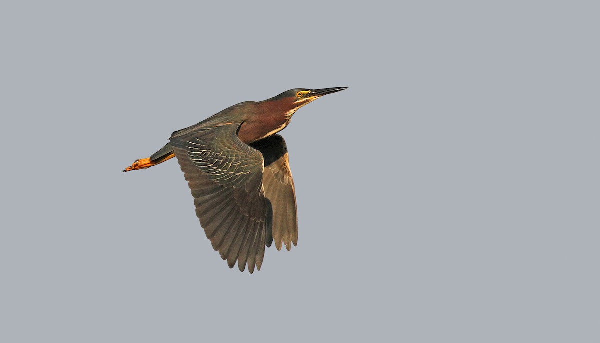 Green Heron - ML84034031