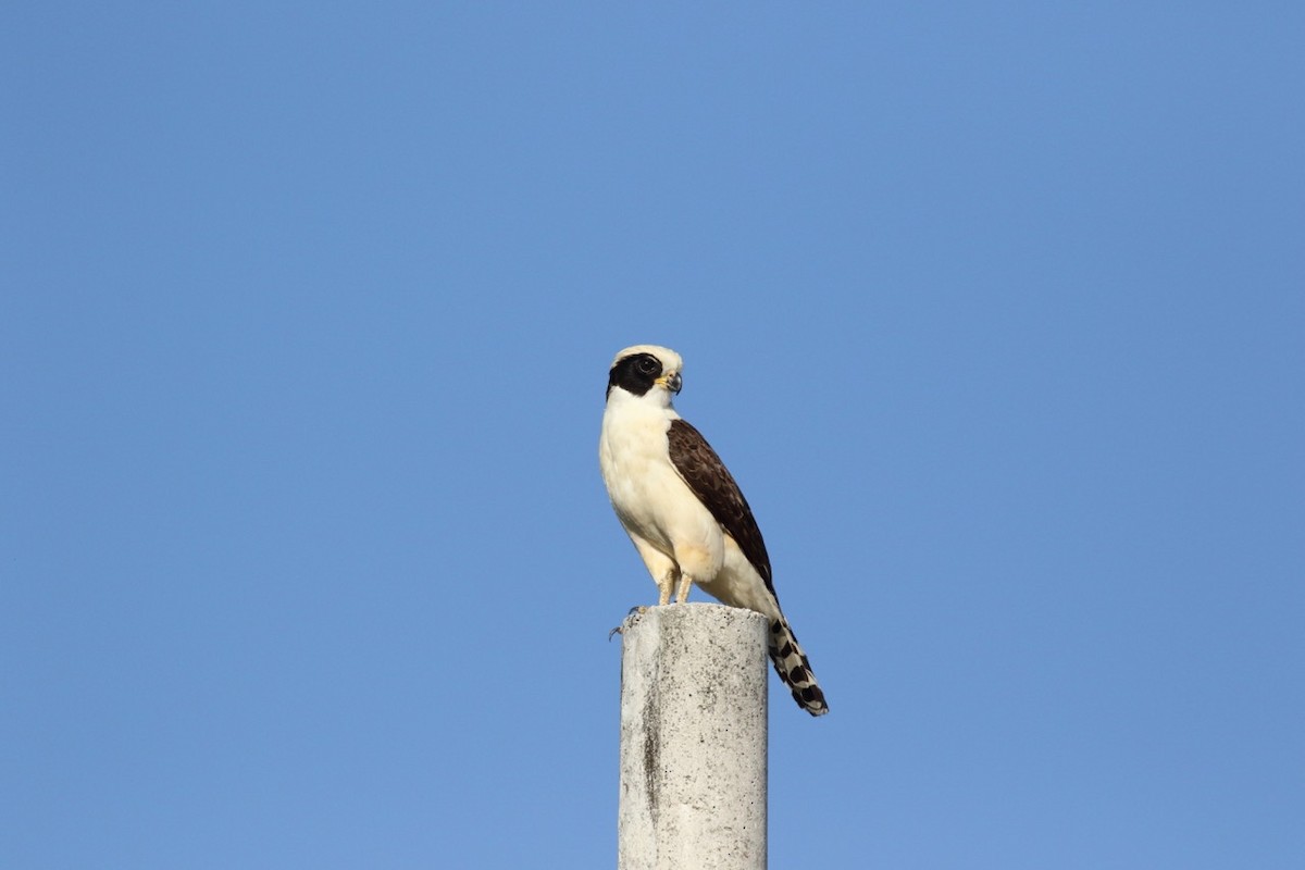 Laughing Falcon - ML84034311