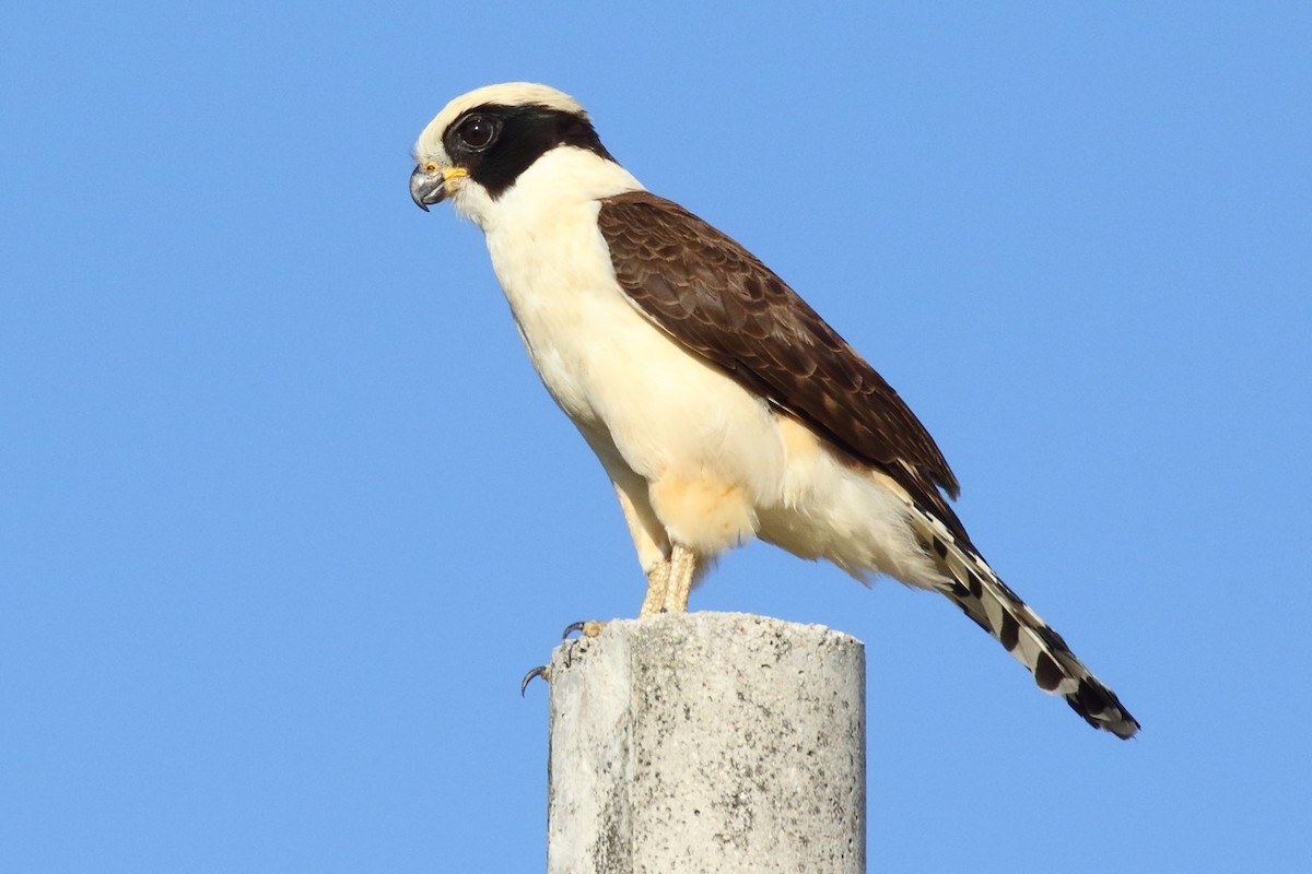 Laughing Falcon - Douglas Faulder
