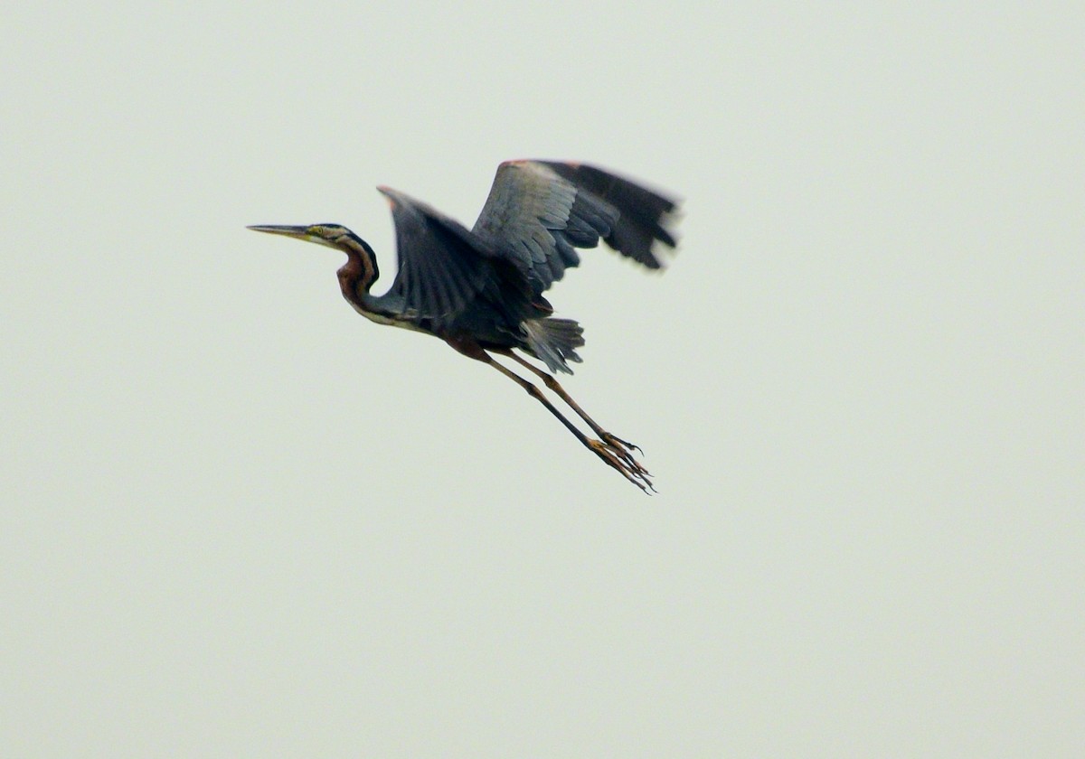 Purple Heron - ML84036011