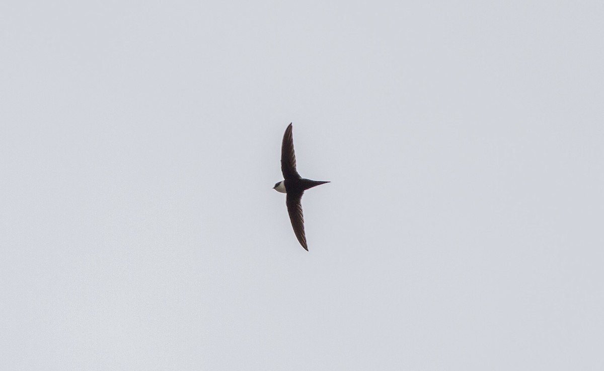 Lesser Swallow-tailed Swift - ML84036031