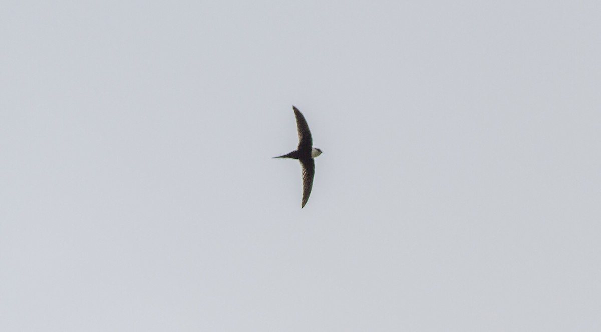 Lesser Swallow-tailed Swift - ML84036041