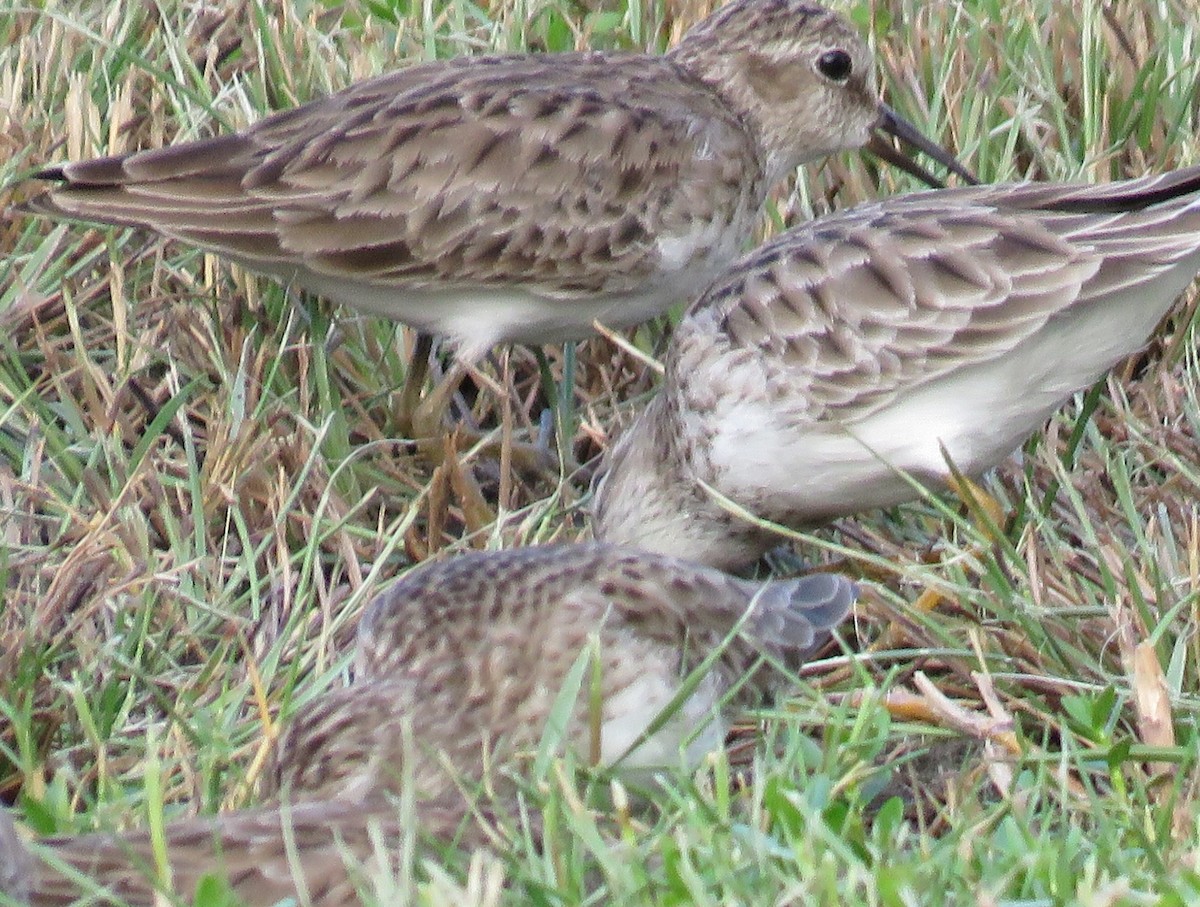 Least Sandpiper - ML84036251