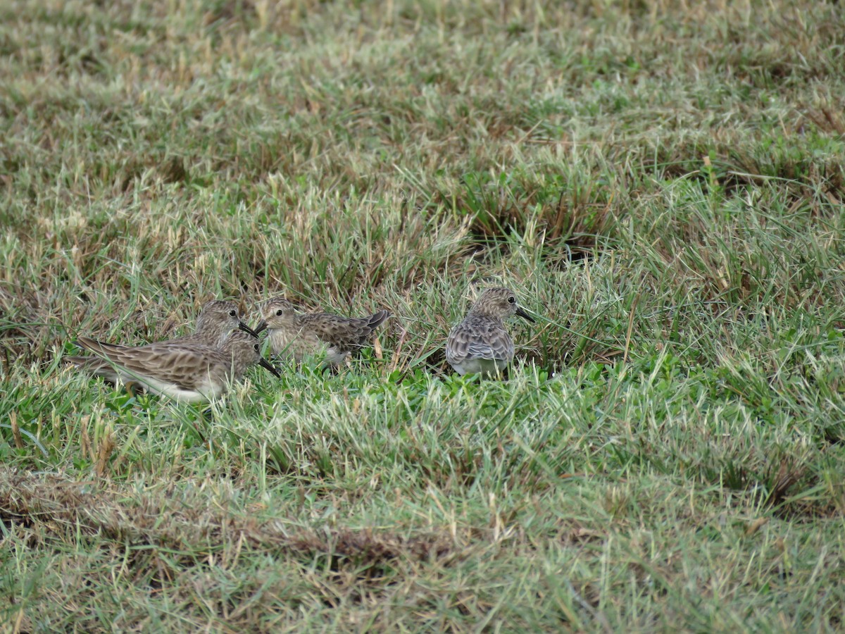 Least Sandpiper - ML84036291