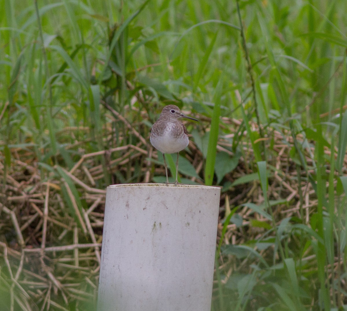 Solitary Sandpiper - ML84036401