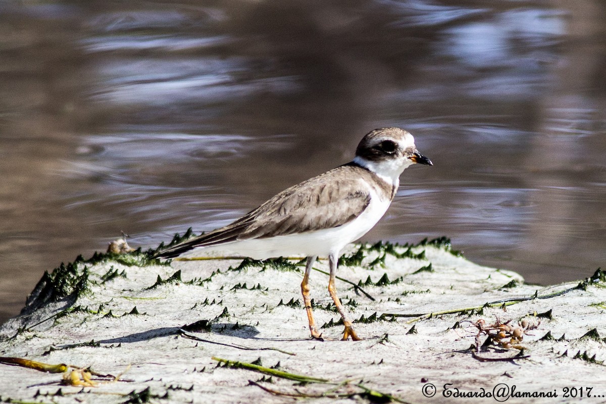 Semipalmated Plover - ML84036821