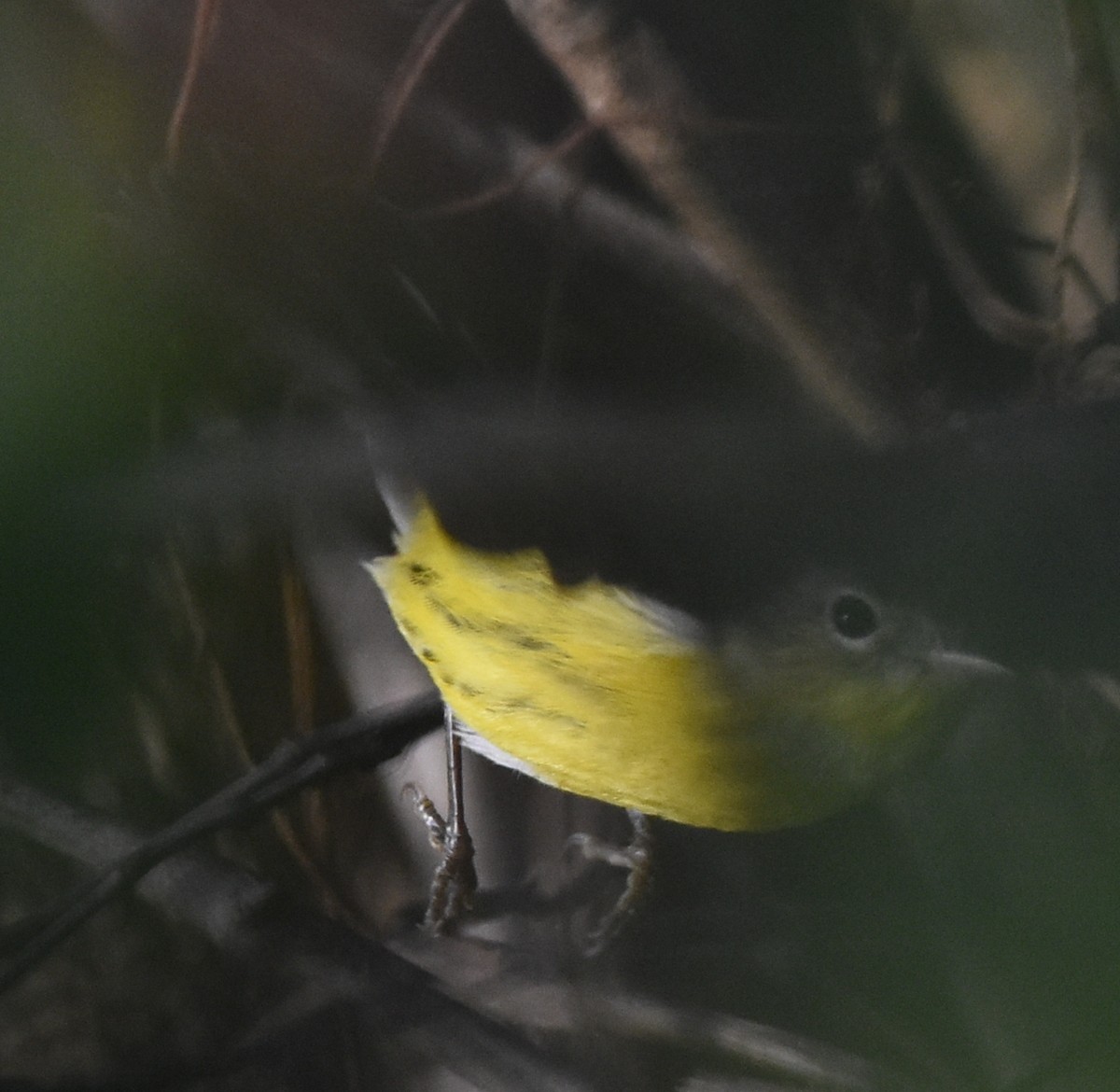 Magnolia Warbler - ML84038501