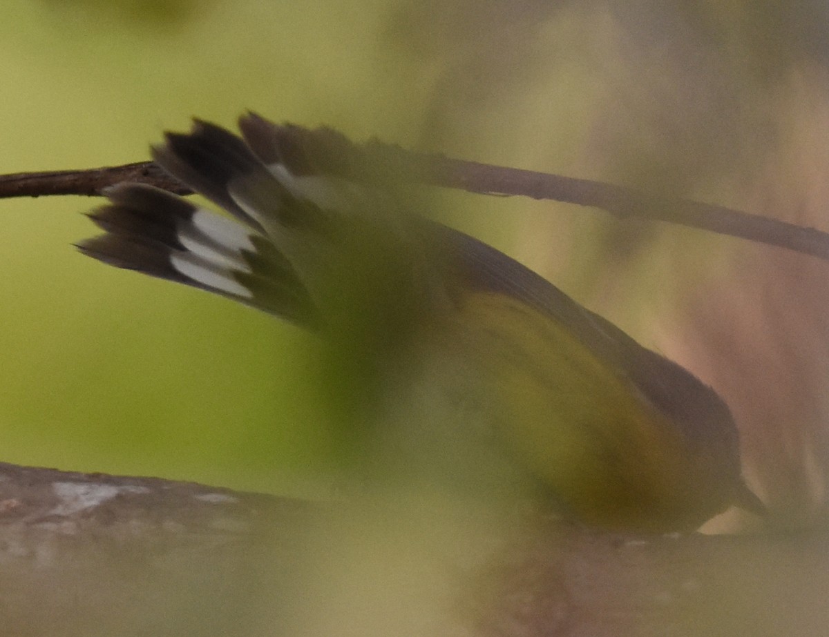 Magnolia Warbler - ML84038521