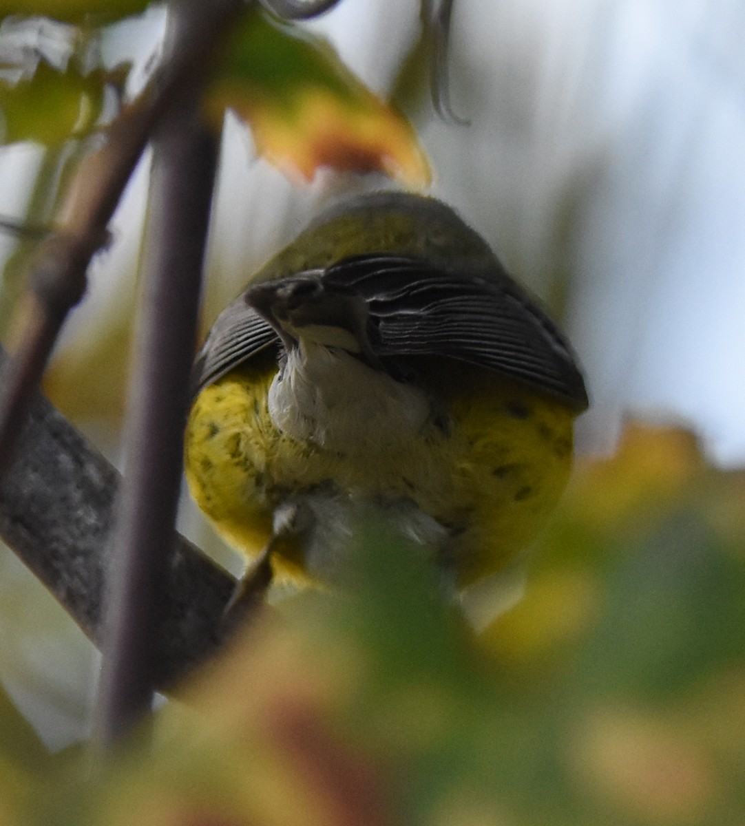 Paruline à tête cendrée - ML84038531