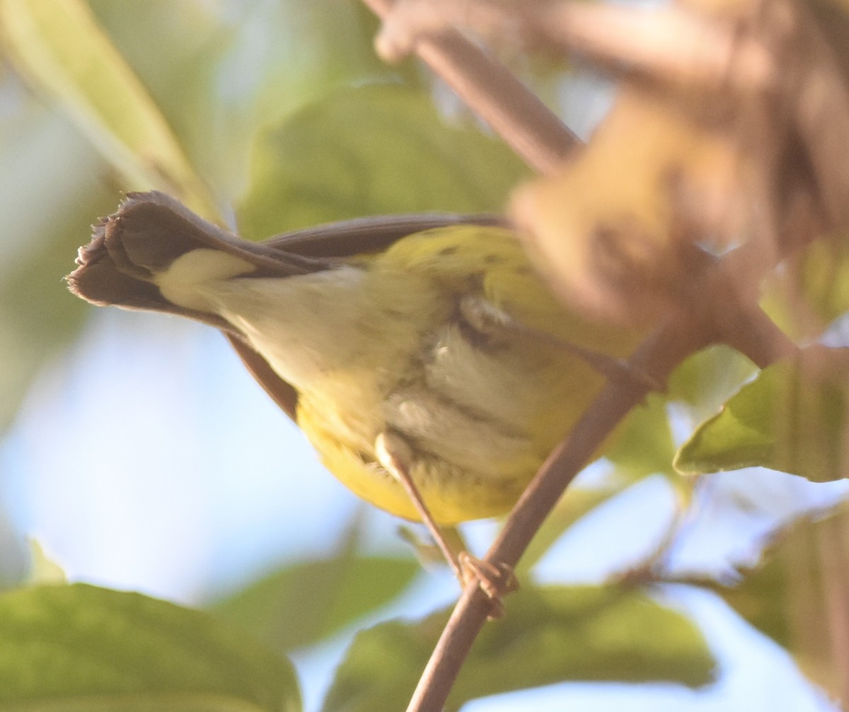 Magnolia Warbler - ML84038541