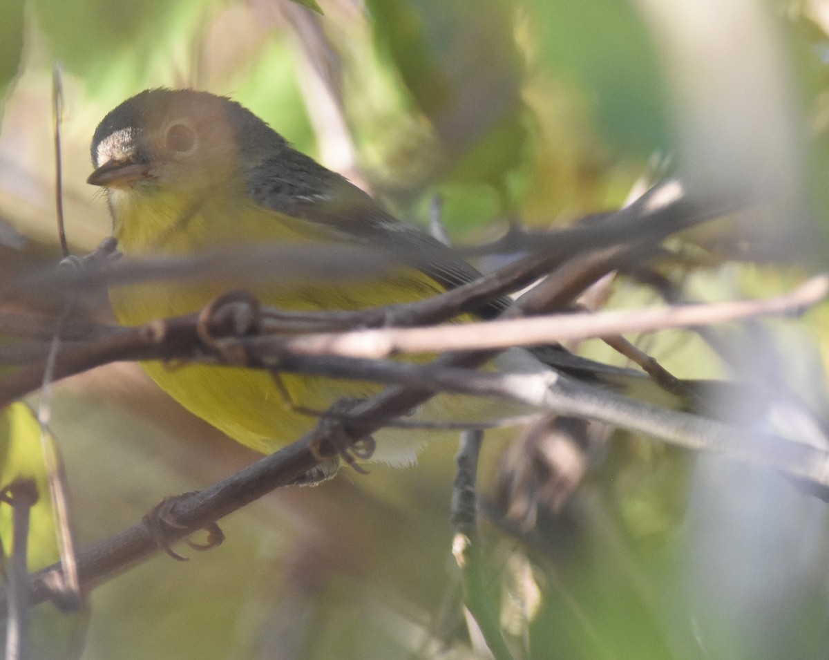 Magnolia Warbler - ML84038551