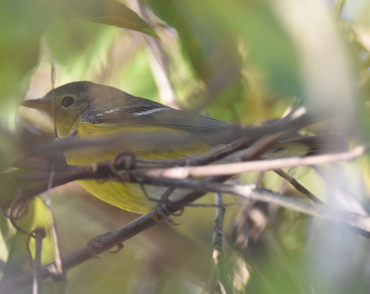 Magnolia Warbler - ML84038561