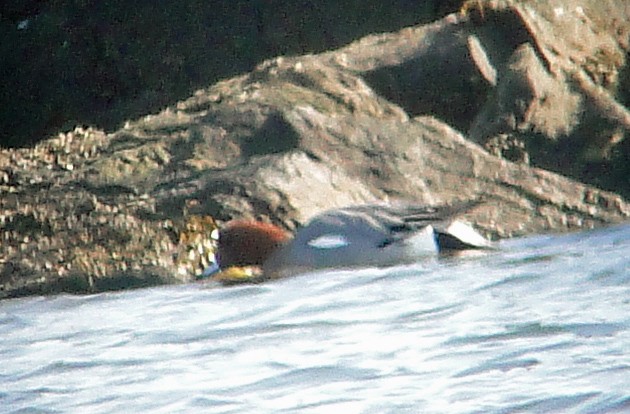 Eurasian Wigeon - ML84038591