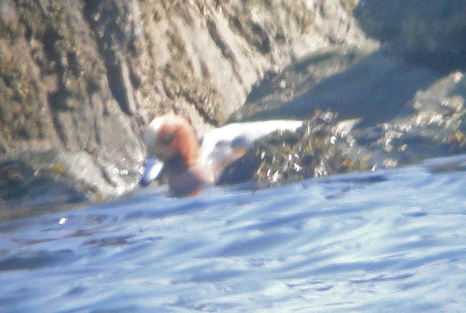 Eurasian Wigeon - Gail Benson