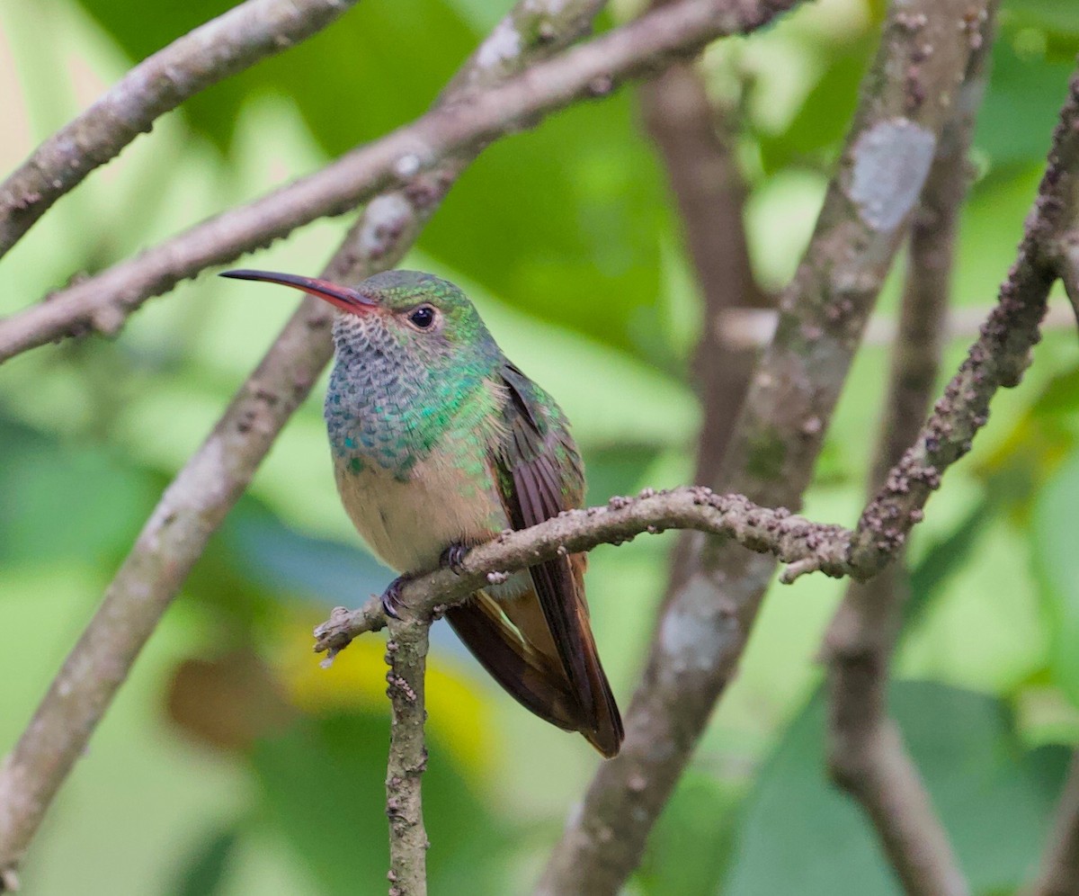 Buff-bellied Hummingbird - Karl Overman