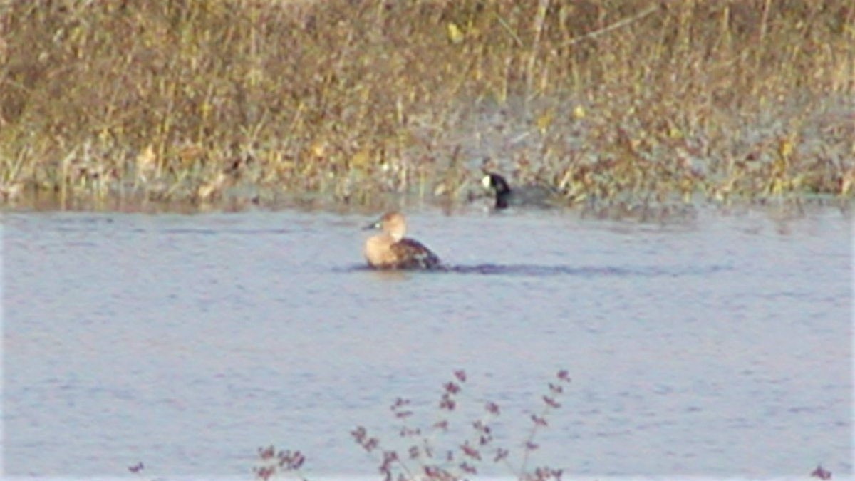 Fulvous Whistling-Duck - ML84043051